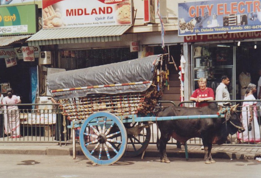 Eine seltene Erscheinung in der Haupteinkaufsstraße in Kandy